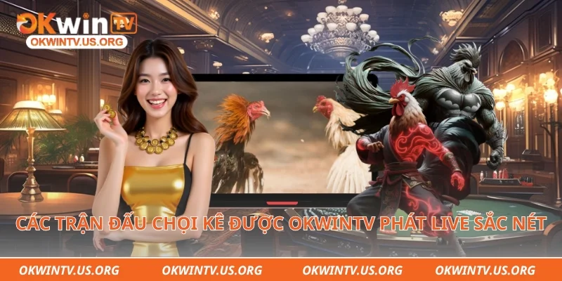 Các trận đấu chọi kê được Okwintv phát live sắc nét
