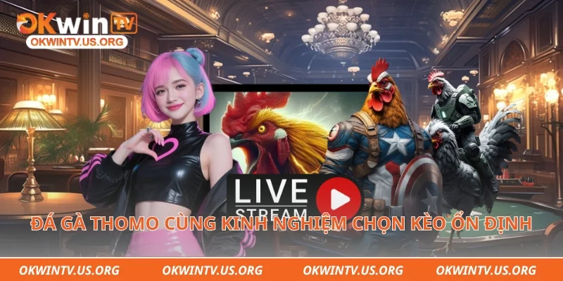 Đá gà Thomo cùng kinh nghiệm chọn kèo ổn định 