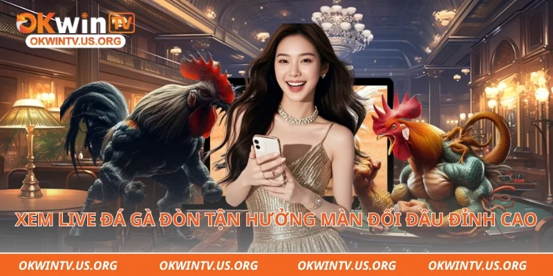 Xem live đá gà đòn tận hưởng màn đối đầu đỉnh cao